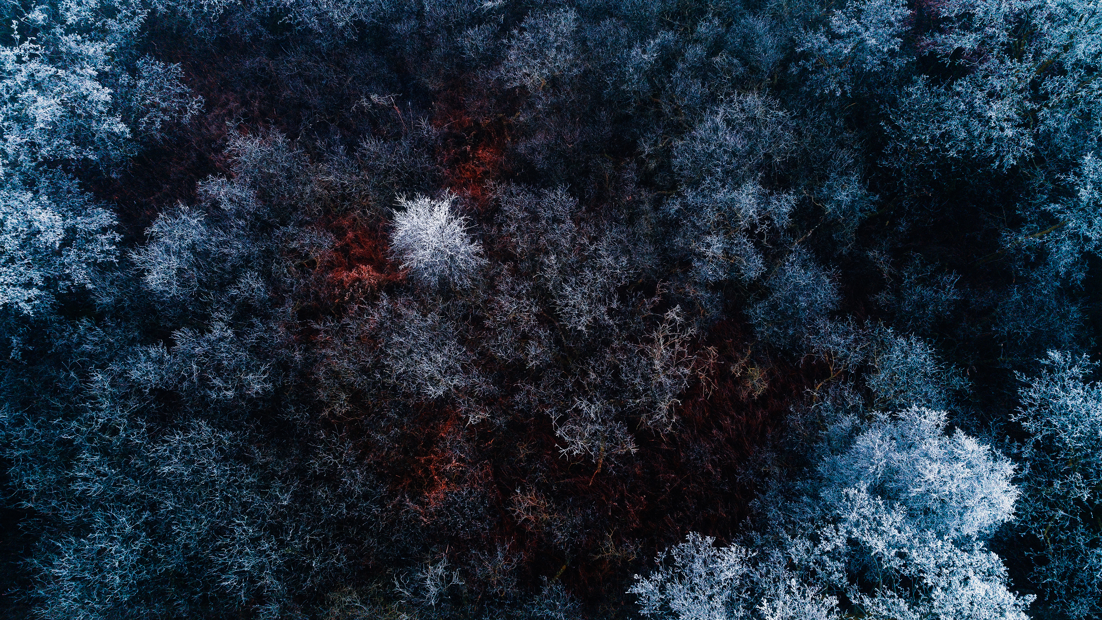 Frozen Forest 4K870798523